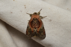 Peridea aliena