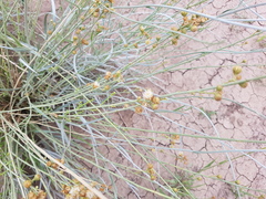 Baccharis retamoides