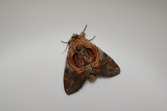 Peridea aliena