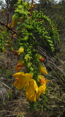 Hypericum goyanesii