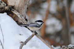 Poecile atricapillus