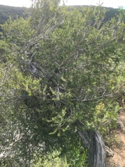 Melaleuca decussata
