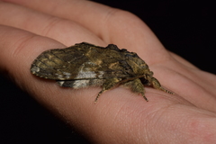 Peridea gigantea