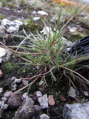 Muhlenbergia depauperata