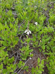 Pitraea cuneato-ovata