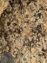 Liometopum occidentale