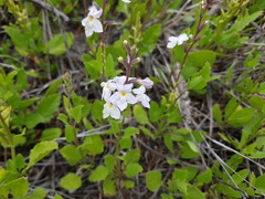 Pitraea cuneato-ovata