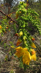 Hypericum goyanesii