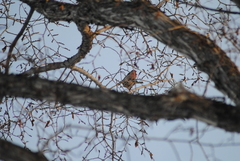 Haemorhous mexicanus