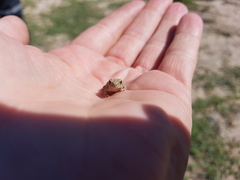 Pleurodema nebulosum