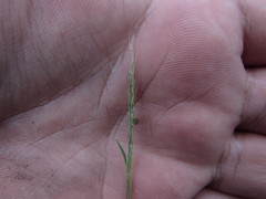 Muhlenbergia depauperata