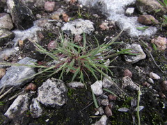 Muhlenbergia depauperata