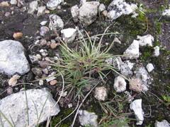 Muhlenbergia depauperata
