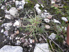Muhlenbergia depauperata