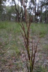 Gahnia radula