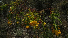Hypericum goyanesii