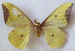 Eacles imperialis