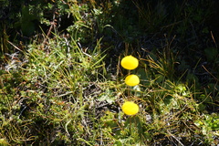 Calceolaria filicaulis