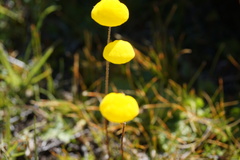 Calceolaria filicaulis