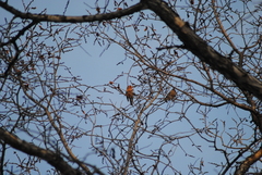 Haemorhous mexicanus