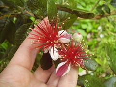 Feijoa sellowiana