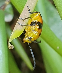 Stethopachys formosa