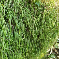 Stethopachys formosa