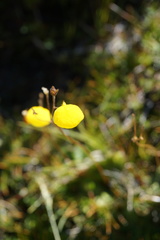 Calceolaria filicaulis