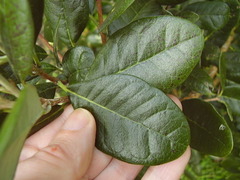 Feijoa sellowiana