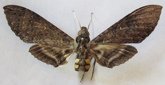 Manduca occulta