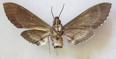 Manduca occulta