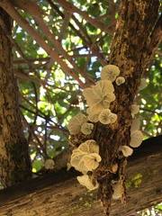 Campanella junghuhnii