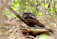 Antrostomus vociferus