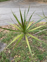 Dracaena reflexa angustifolia