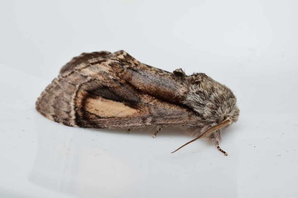 Fentonia ocypete