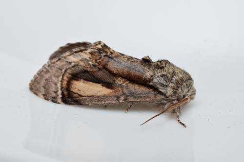Fentonia ocypete