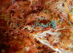 Chaetomorpha spiralis