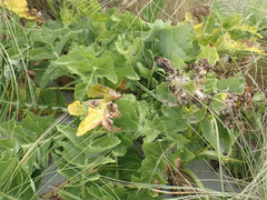 Sonchus grandifolius
