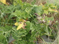 Sonchus grandifolius