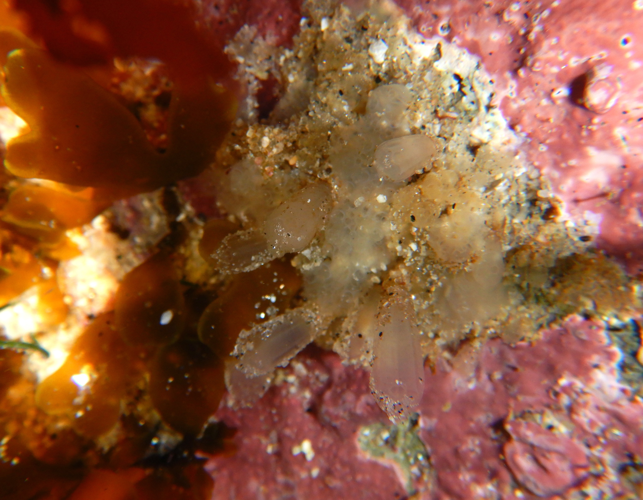 Euherdmania claviformis (Ritter, 1903)