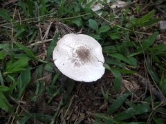 Fungi