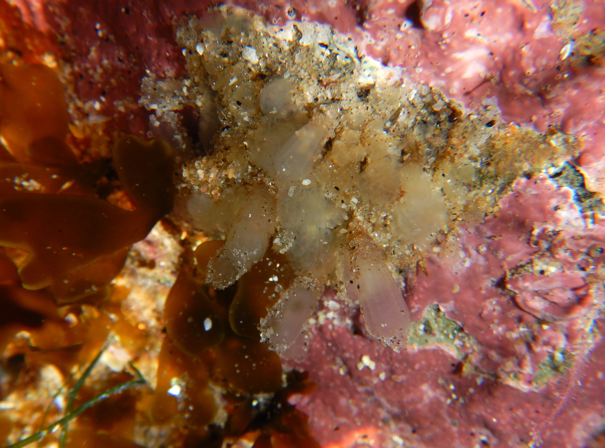 Euherdmania claviformis (Ritter, 1903)