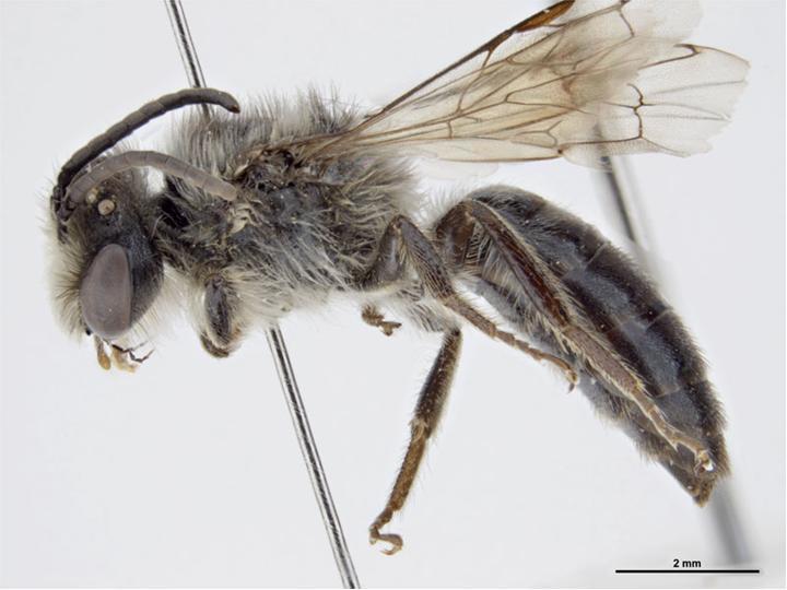 Leioproctus imitatus