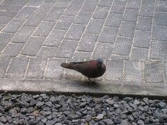 Nesoenas picturatus