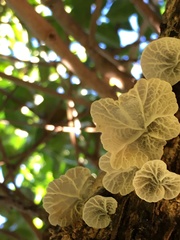 Campanella junghuhnii