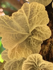 Campanella junghuhnii