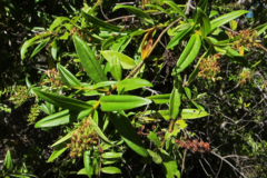 Veronica ligustrifolia