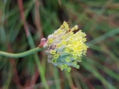 Lasiosiphon sericocephalus