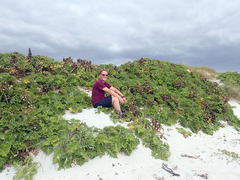 Sonchus grandifolius