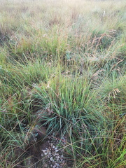 Triraphis andropogonoides